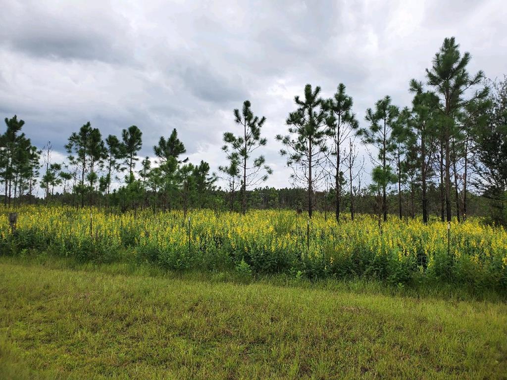 TBD Murray Blvd, Lakeland GA