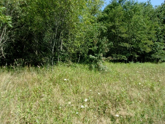 Round Mountain 93.955acres in the Elk Creek Valley.  1000 ft. of road frontage.  Springs.  Owner says timber value.  1 mile to the National Forest.  Building sites.  Private.  New survey..  Call today for more information.