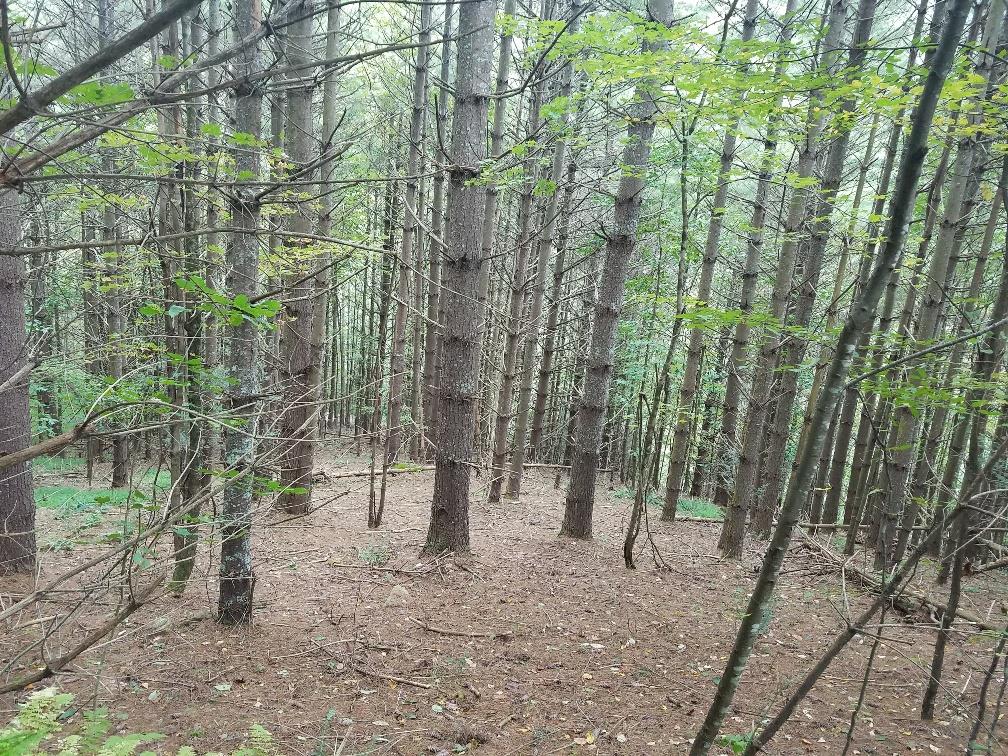 PRICED TO SELL!  35.33+/- WOODED ACRES WITH A LOT OF TIMBER! SMALL CREEK THROUGH PROPERTY AND LOCATED WITHIN A SHORT DISTANCE OF THE NEW RIVER! GREAT PLACE TO BUILD YOUR PRIMARY OR WEEKEND -GET-AWAY HOME!