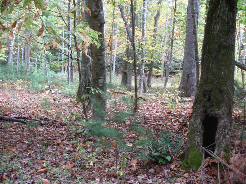 Two lots in Trout Run subdivision that offer a nice building sites. The lots come with access to Crooked Creed common area that offer a stocked trout stream. Campers are allowed but only stick built homes. No trailers or mobile homes and other restrictions apply.