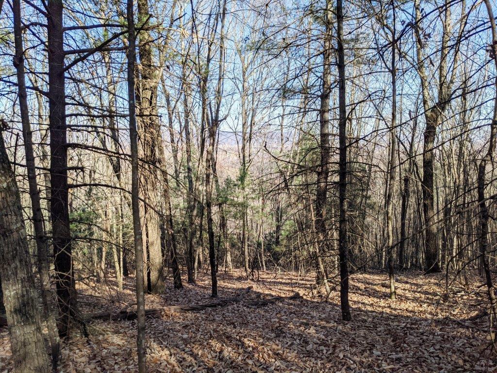 A beautiful 144 acre wooded tract with development potential.  This property offers paved road frontage, views, and an abundance of wild game.  There is tremendous residential development potential with long road frontage and located just minutes from downtown Wytheville.  Also, take advantage of the local High Rocks trail just minutes from this property and the "Big Survey"!  A great recreational/hunting tract with many nice homesites overlooking Wytheville.